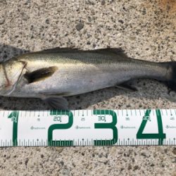 岸壁シーバス　爆