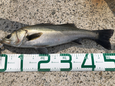 岸壁シーバス　爆