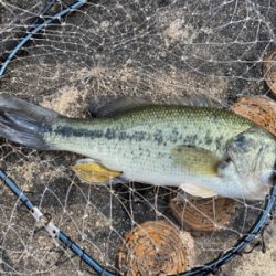 自粛中なので散歩のついでにバス