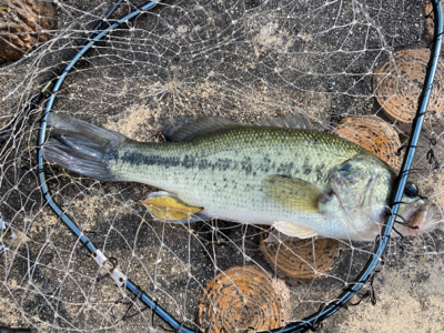 自粛中なので散歩のついでにバス