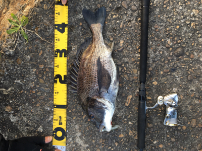 もうちょいで年なし