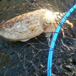 甲イカ、アイナメ　釣果！