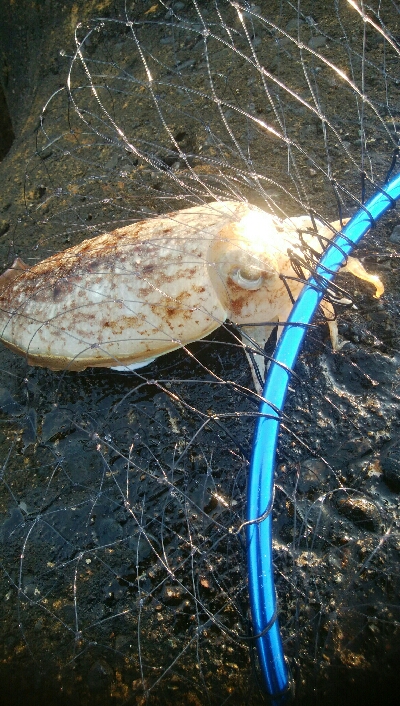 甲イカ、アイナメ　釣果！