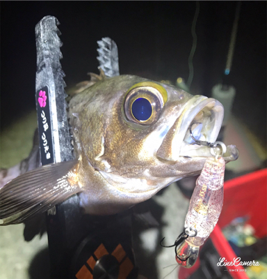 ボトムワインド