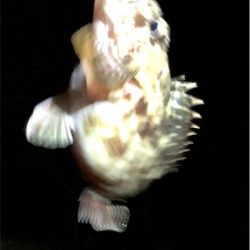 とある砂浜プラグガシリング