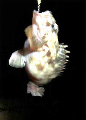 とある砂浜プラグガシリング