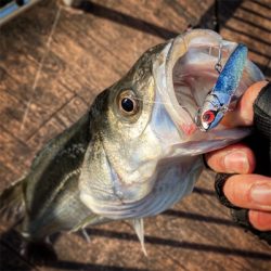 朝夕、散歩で1本ずつ