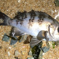 とあるロック3目