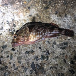 アイナメ引き強い