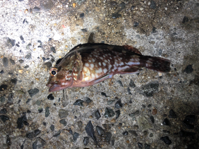 アイナメ引き強い