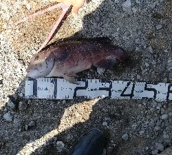 4/5釣果カンダイチヌメバルガシラアジグレフグ