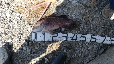 4/5釣果カンダイチヌメバルガシラアジグレ…