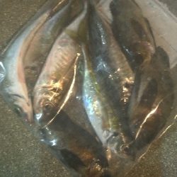 アジメバたぬき