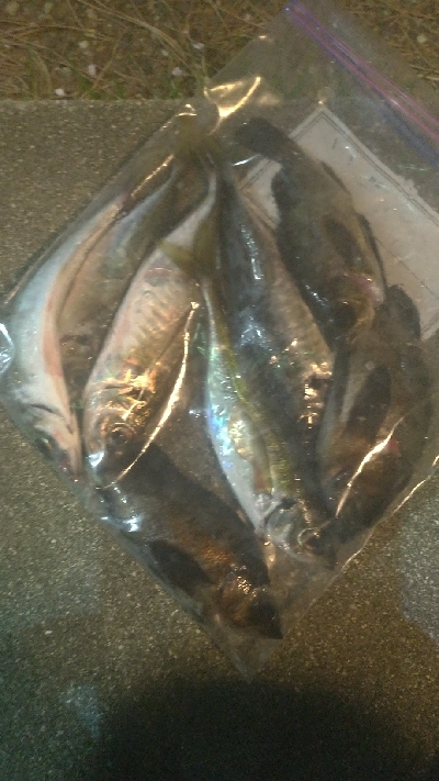 アジメバたぬき