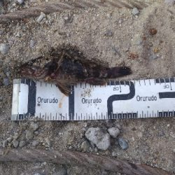 4/11釣果チヌタケノコアジグレメバルガシラタナゴ