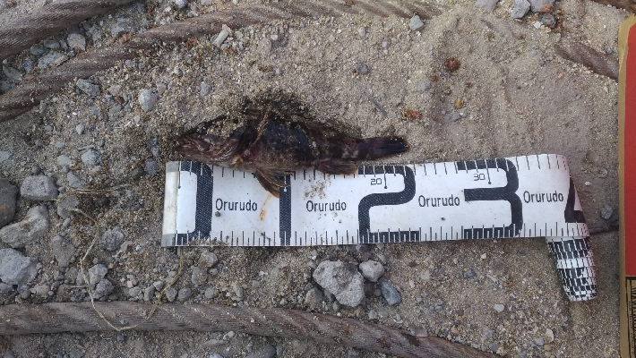 4/11釣果チヌタケノコアジグレメバルガシラタナゴ