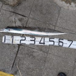 4/18釣果チヌタチウオサバアジガシラカンダイボラベラ