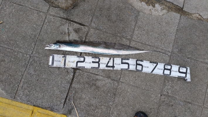 4/18釣果チヌタチウオサバアジガシラカンダイボラベラ