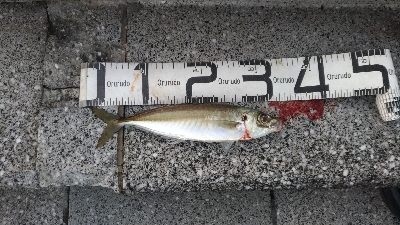 4/25釣果尺アジ結構釣れました！チヌガシ…