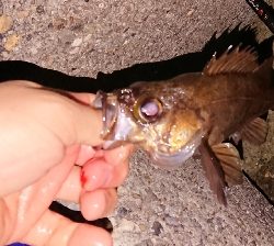 連日のメバリング