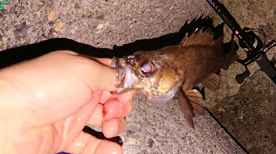 連日のメバリング