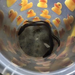 初のシーサイドコスモにてアナゴ