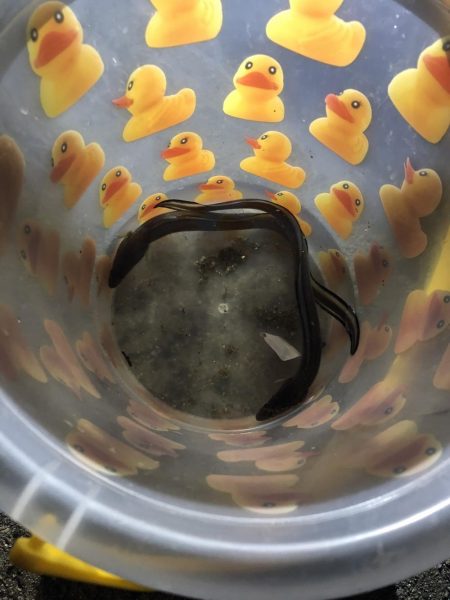 初のシーサイドコスモにてアナゴ