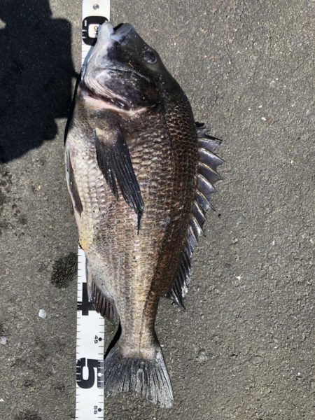 イチノ兄弟、釣果！