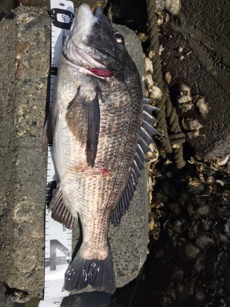 イチノ兄弟、釣果！