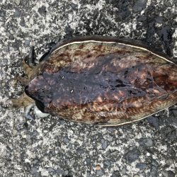 槍烏賊　コウイカ釣行