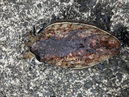 槍烏賊　コウイカ釣行