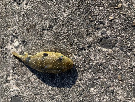 穴釣り投げ釣り