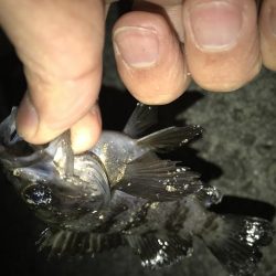 時合いは一投目