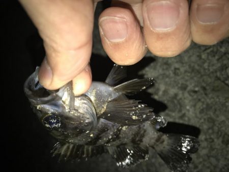 時合いは一投目