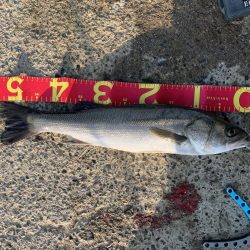 メバリング→シーバス→アジング