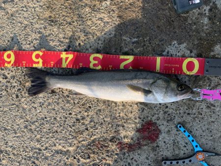 メバリング→シーバス→アジング