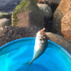 小アジ釣れ始め