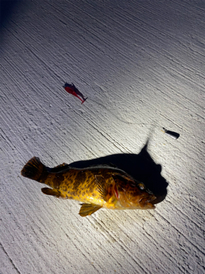 常吉リグはやっぱり最強