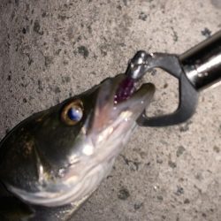 僕達は如意棒 バチシーズン編