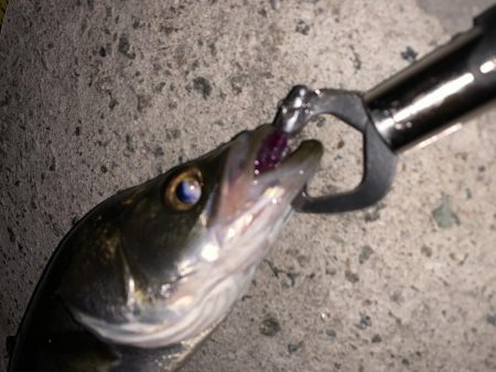 僕達は如意棒 バチシーズン編