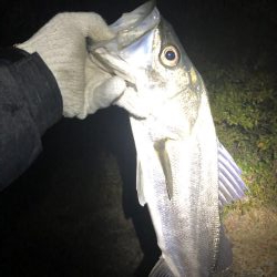 メバリングロッドで55センチのシーバス