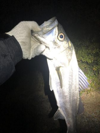 メバリングロッドで55センチのシーバス