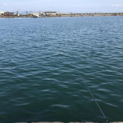 イワシはまだ居た！しかも、丸々太ってきた⁉︎