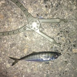 ひっそりアジング