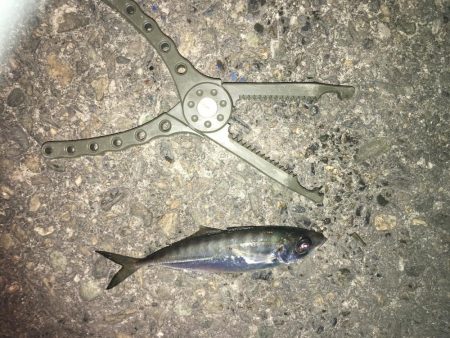 ひっそりアジング