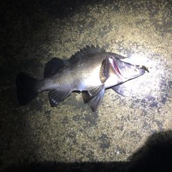 ルアーのみでメバリング