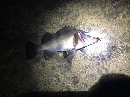 ルアーのみでメバリング