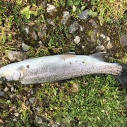 千早川マス釣り場でトップゲーム