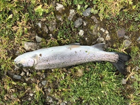 千早川マス釣り場でトップゲーム