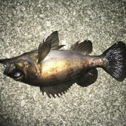 下潮メバリング